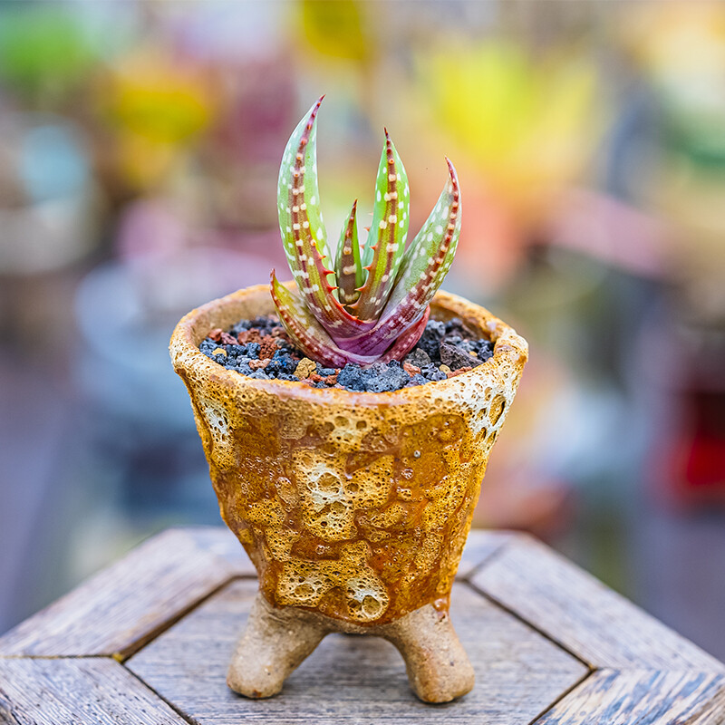 3-4cm Aloe microstigma