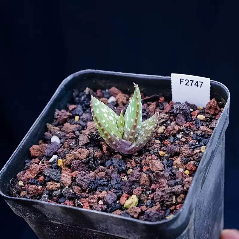 3-4cm Aloe microstigma