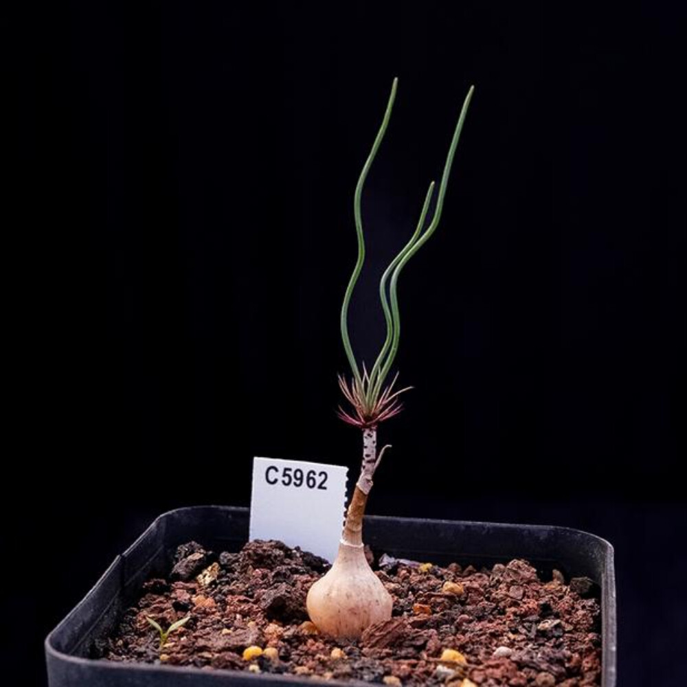 1CS Two Year Seedlings Gethyllis Verticillata