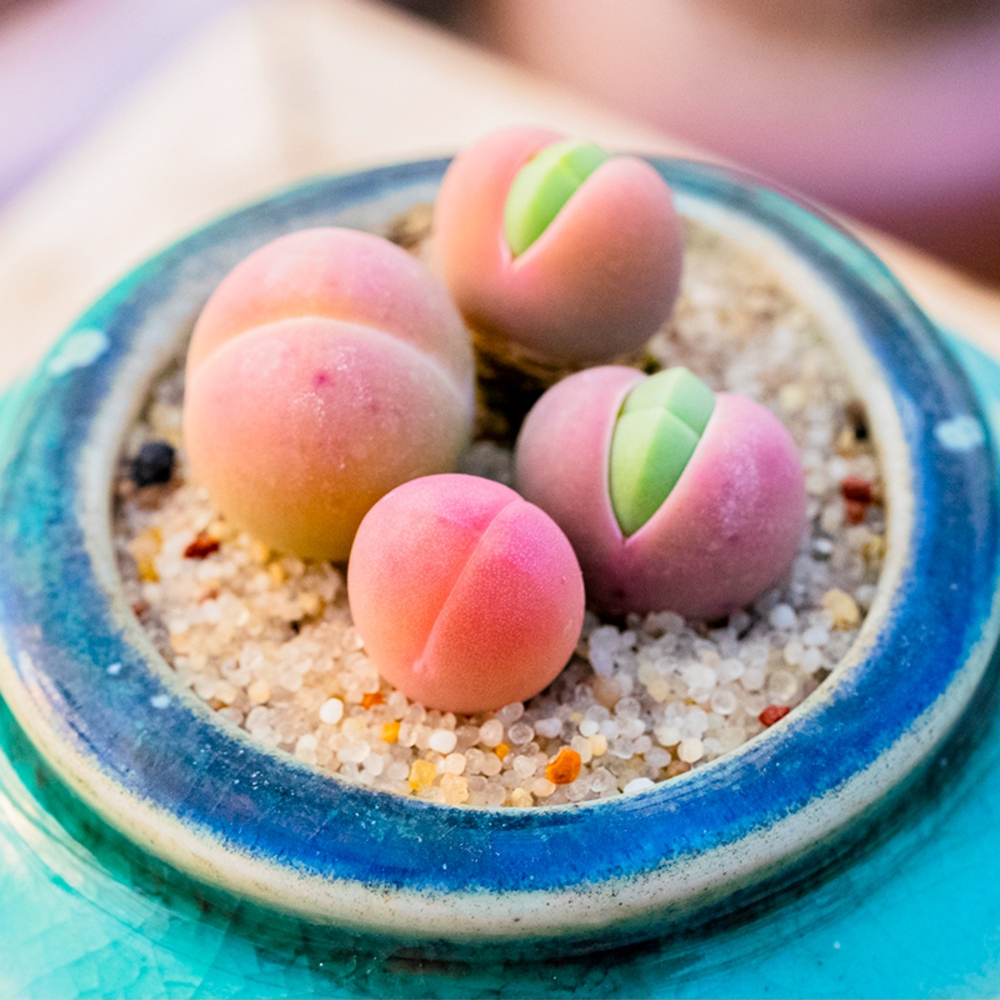 0.5-1cm 1PCS Gibbaeum Comptonii