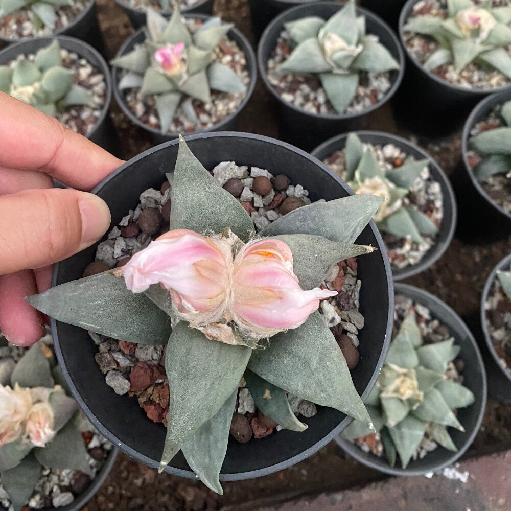 6-7cm Ariocarpus retusus Scheidw