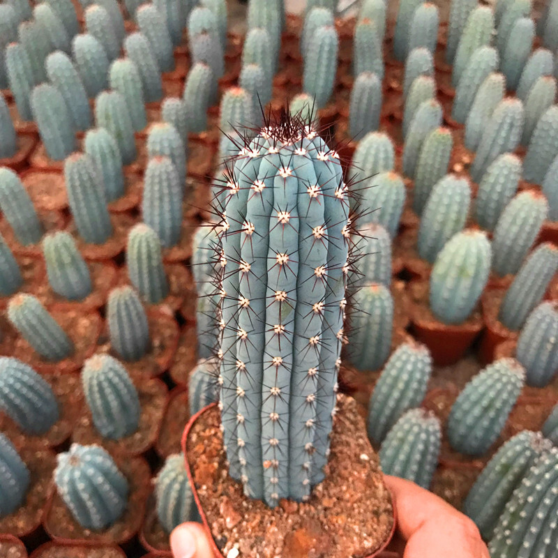 10-12CM Cipocereus Bradei