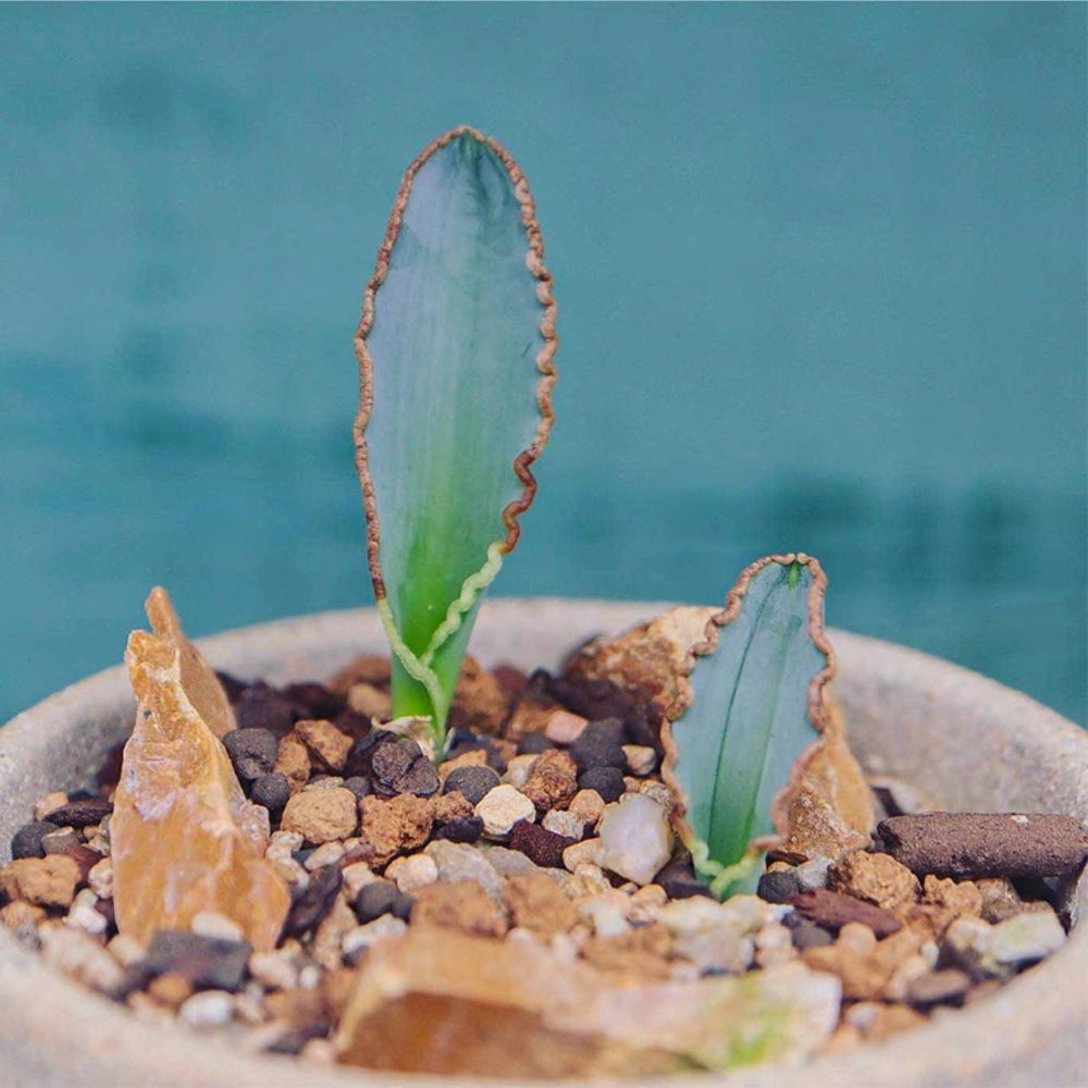 1-1.5cm Albuca dilucula