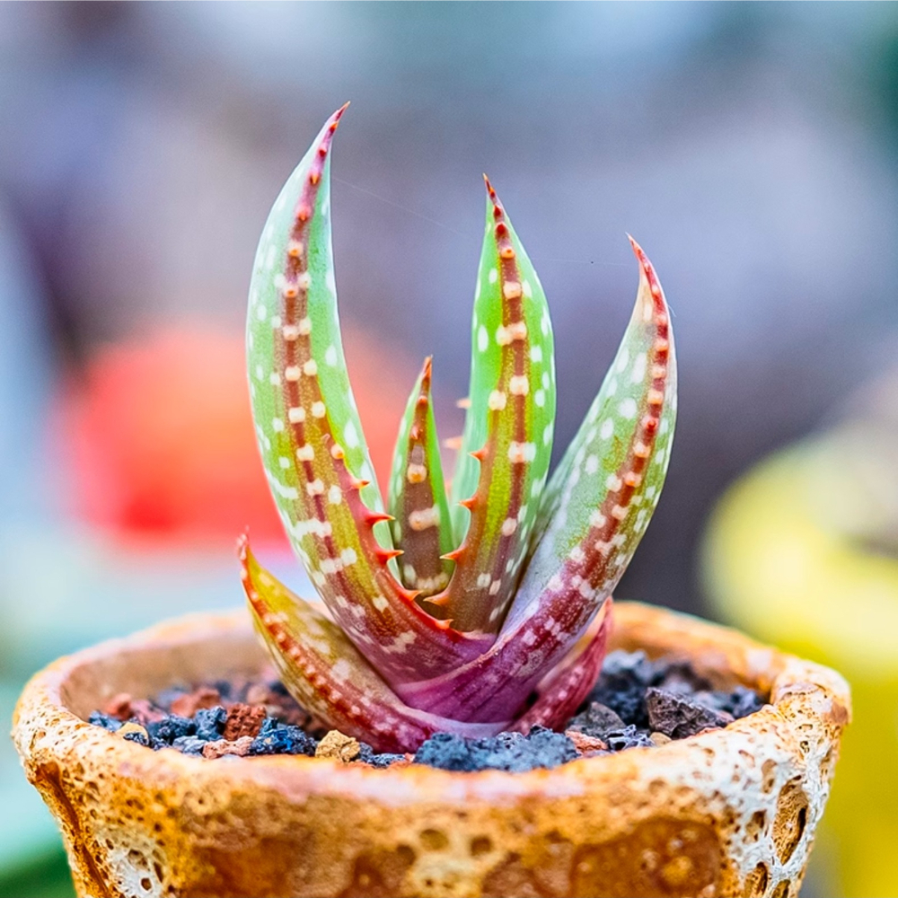 3-4cm Aloe microstigma