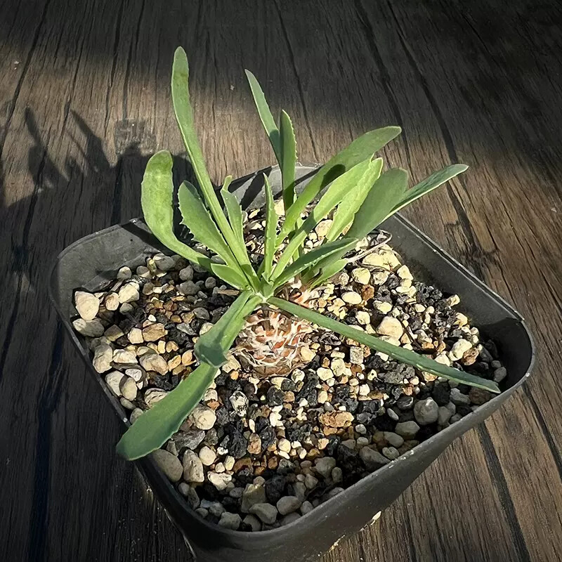 5-7cm Othonna lepidocaulis