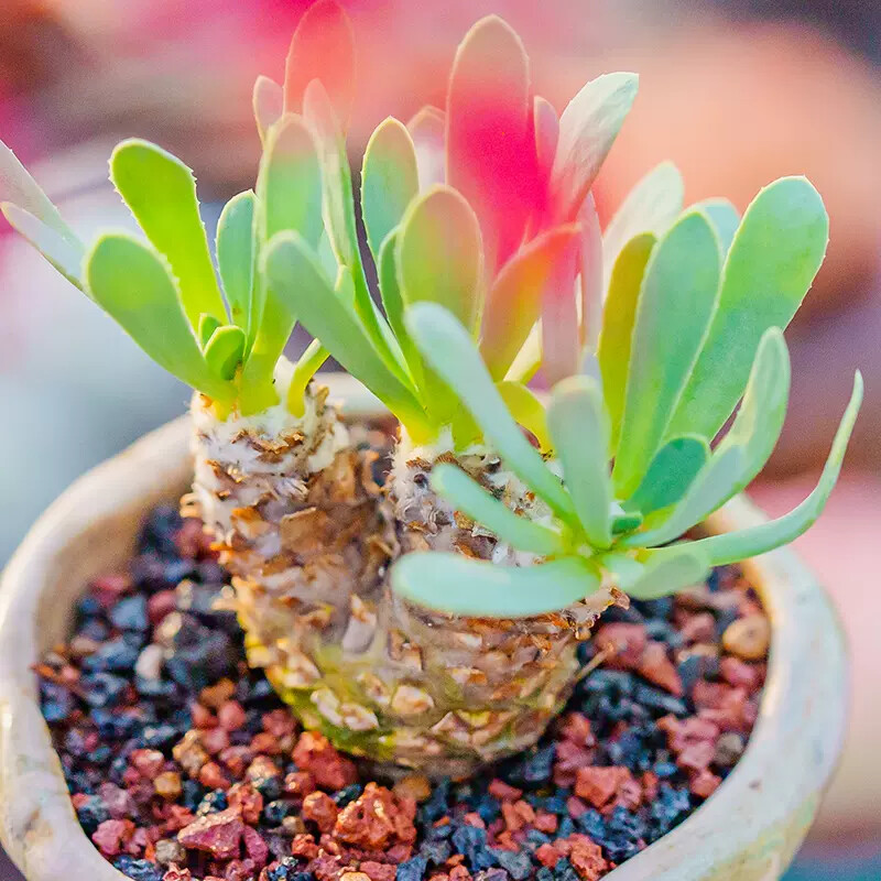 5-7cm Othonna lepidocaulis