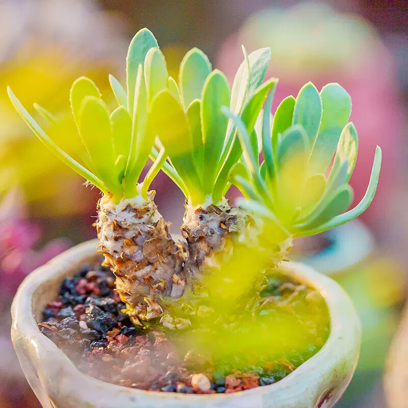 5-7cm Othonna lepidocaulis