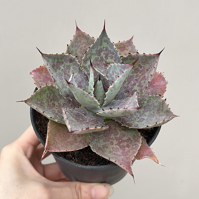 8-10cm  Agave Mangave Bloodspot & Agave Potatorum