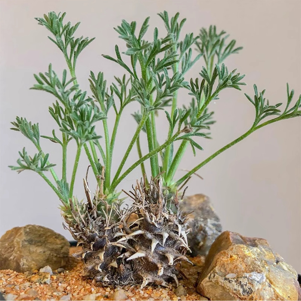 1.5-2cm Pelargonium Hystrix Triste