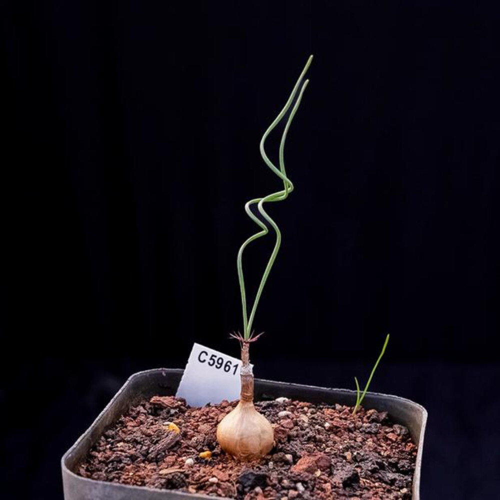 1CS Two Year Seedlings Gethyllis Verticillata
