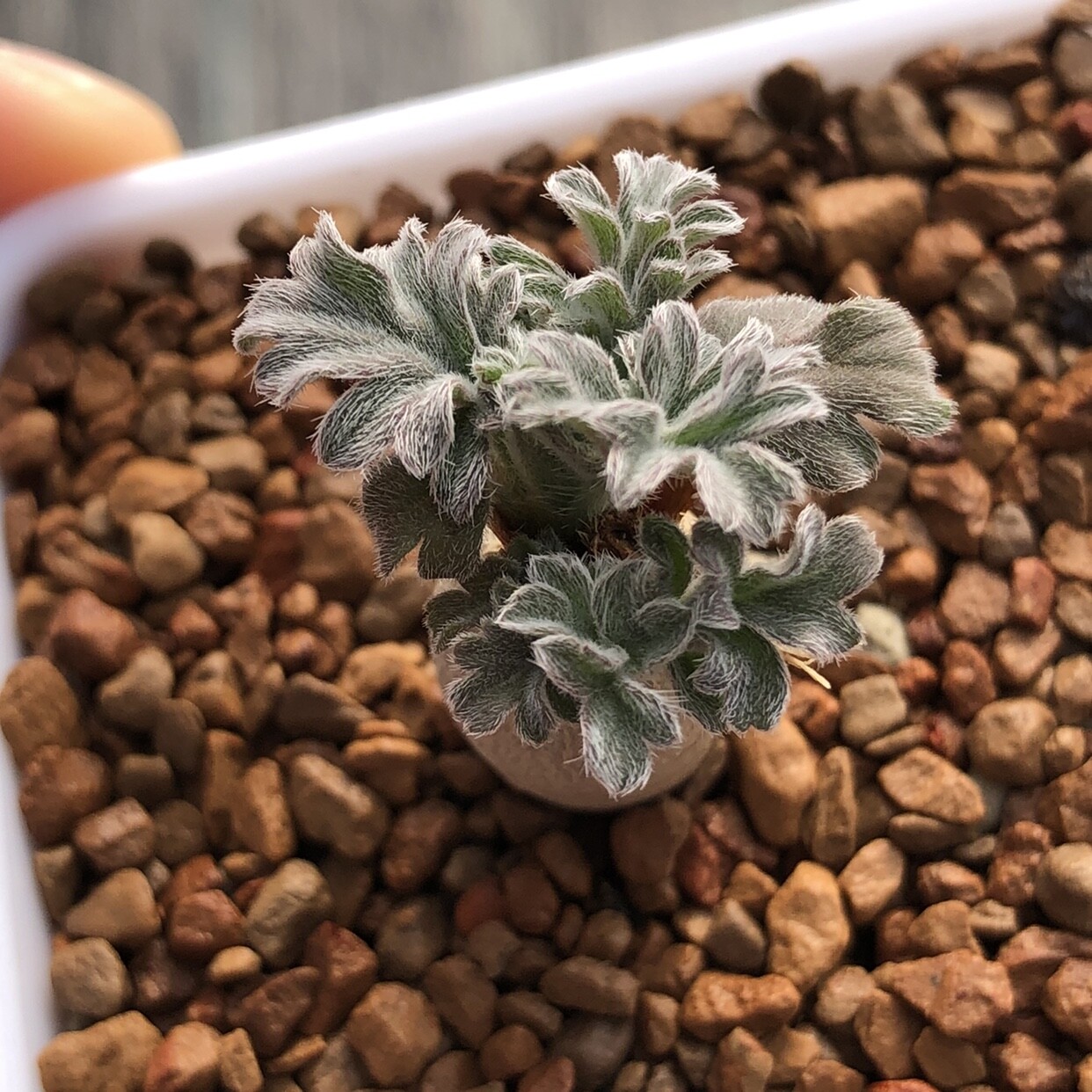 1.5-2cm Pelargonium incrassatum Triste