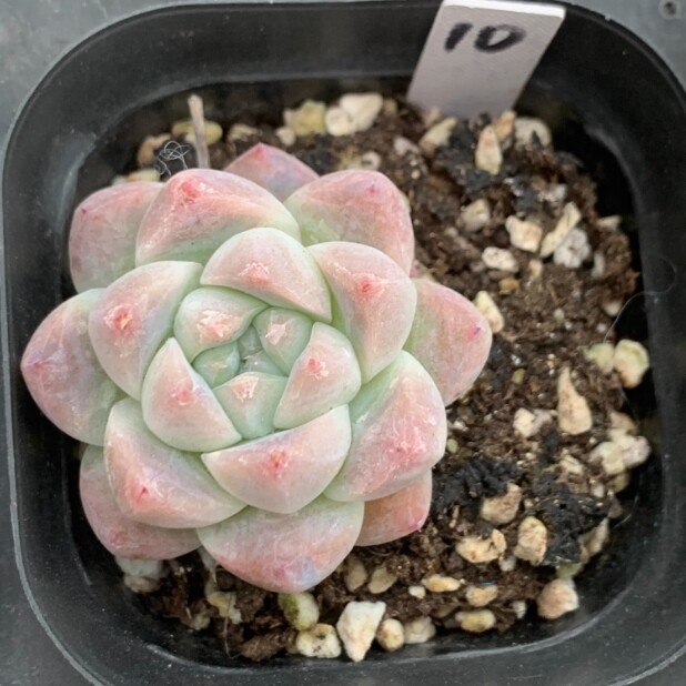 4cm Echeveria 'Alba beauty'