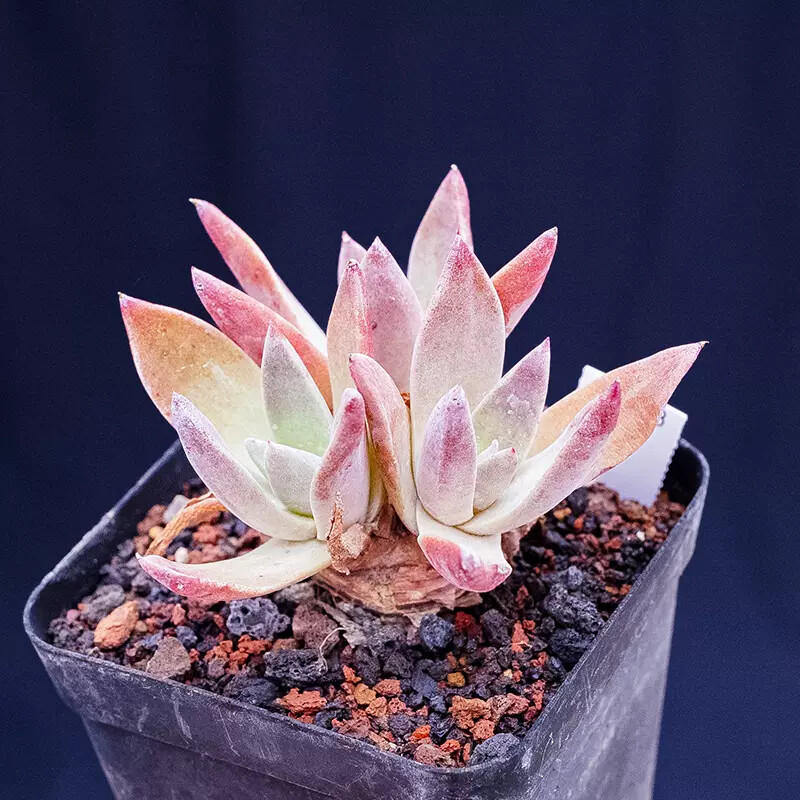 5cm 1PCS Dudleya palmeri