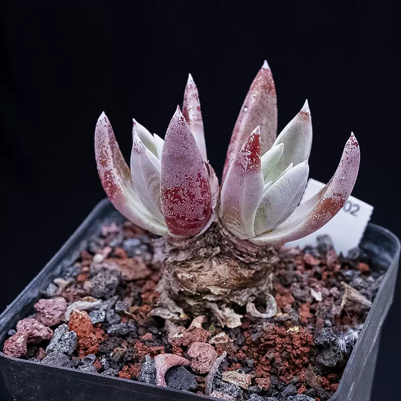 5cm 1PCS Dudleya palmeri