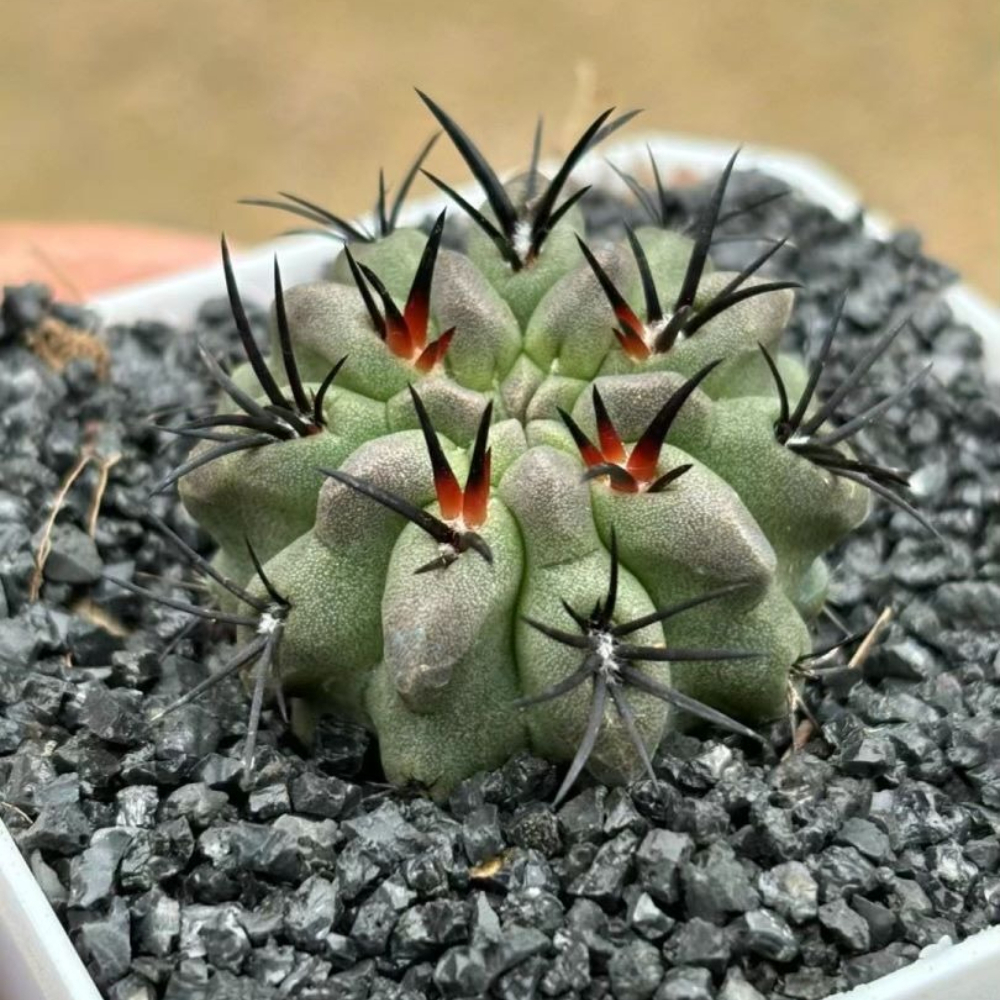 4cm 1PCS Eriosyce paucicostata