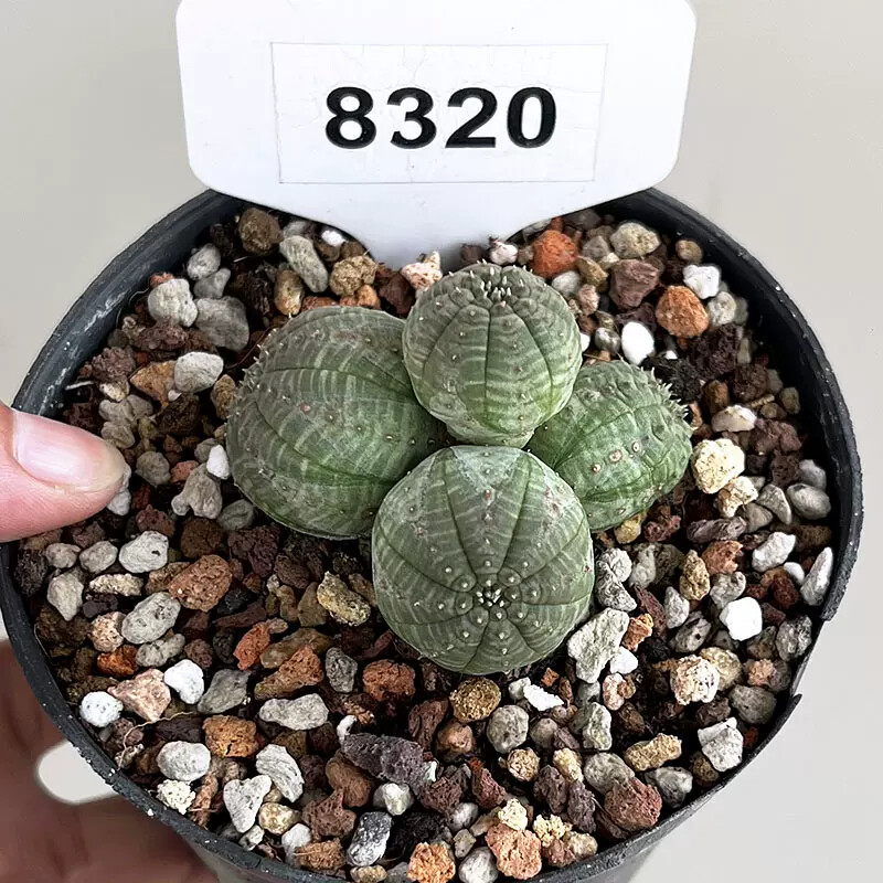 5cm Multiple Heads Euphorbia Obesa