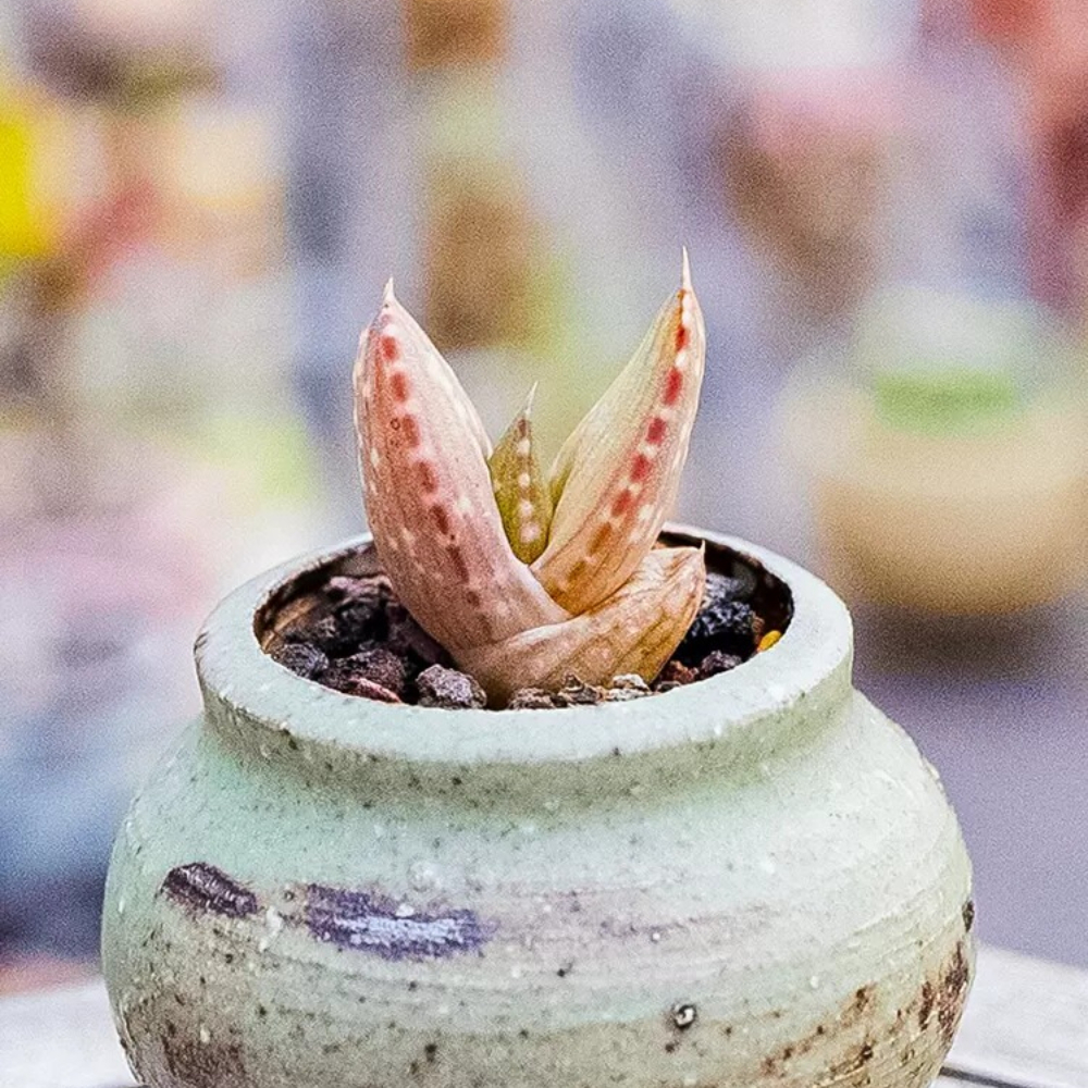 2cm 1PCS Aloe Gariepensis