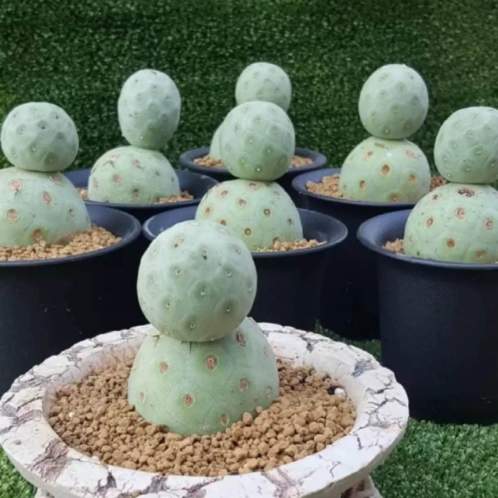 6-7cm Double headed Tephrocactus geometricus