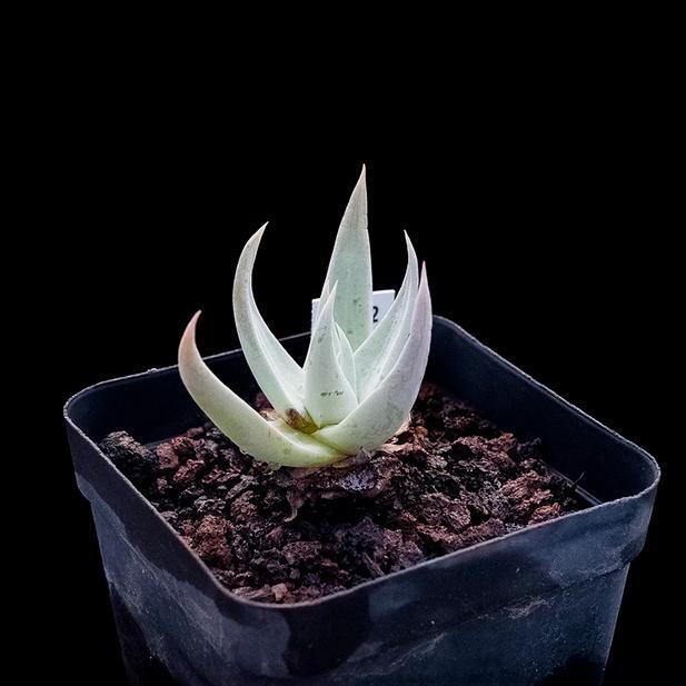 4-6cm Dudleya collomiae