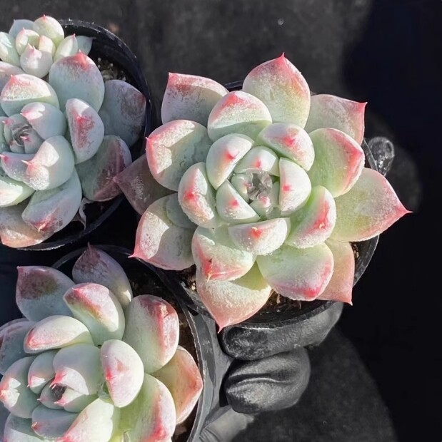 4cm Echeveria 'Alba beauty'