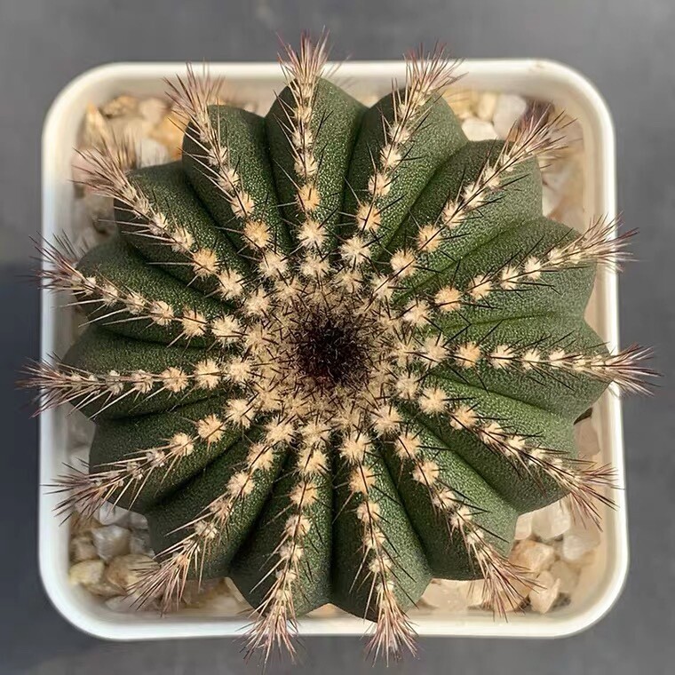4-5cm Uebelmannia pectinifera
