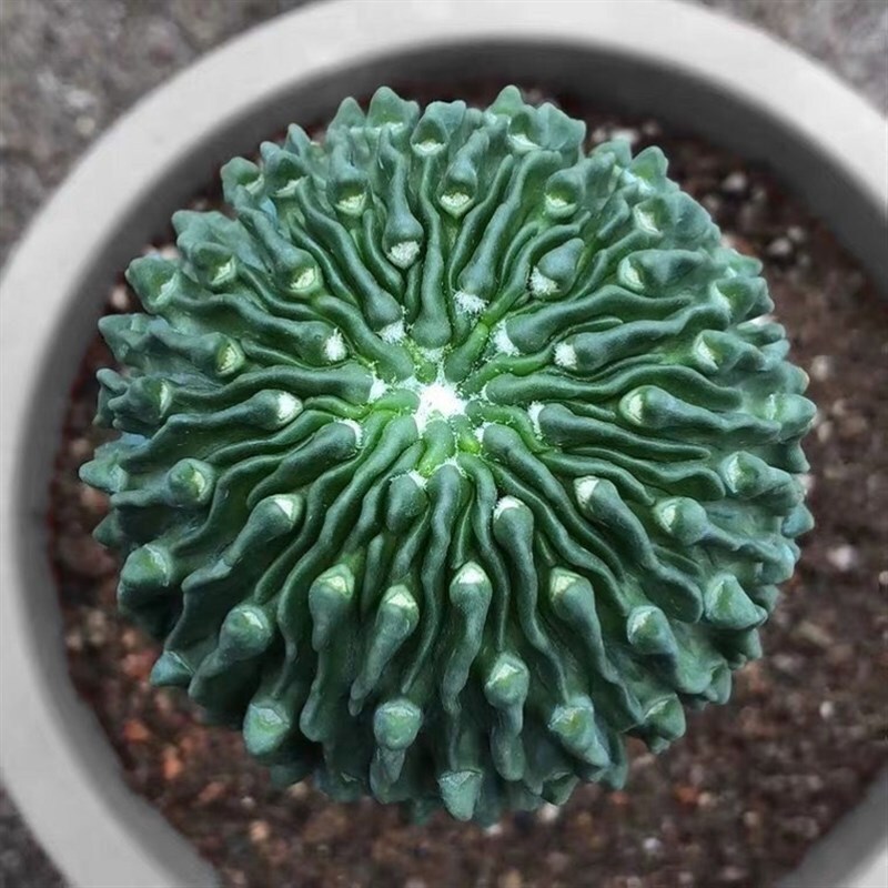 4cmStenocactus Multicostatus