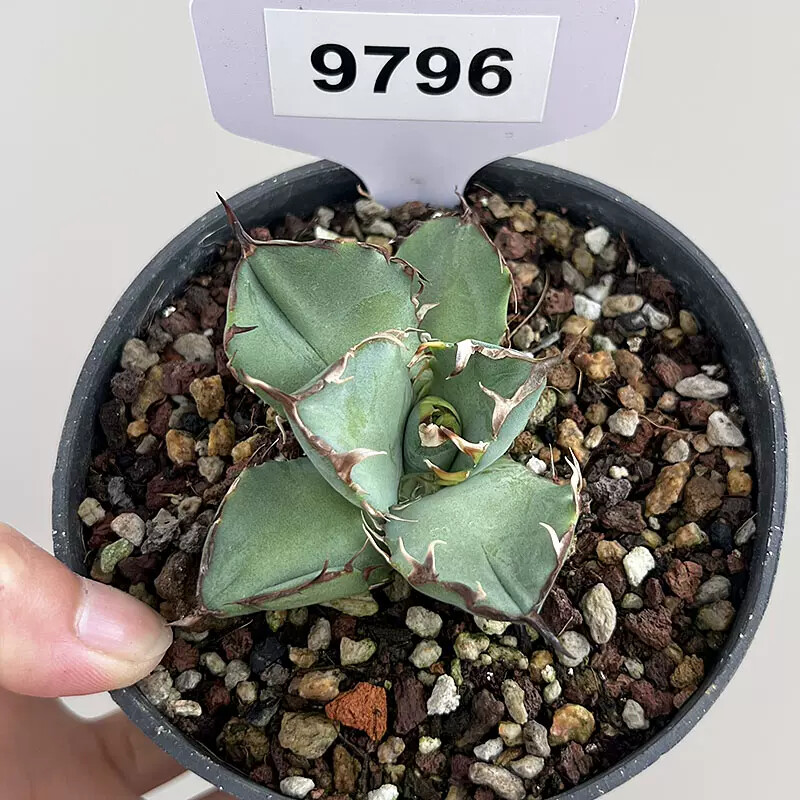 6-7cm Agave Black Whale