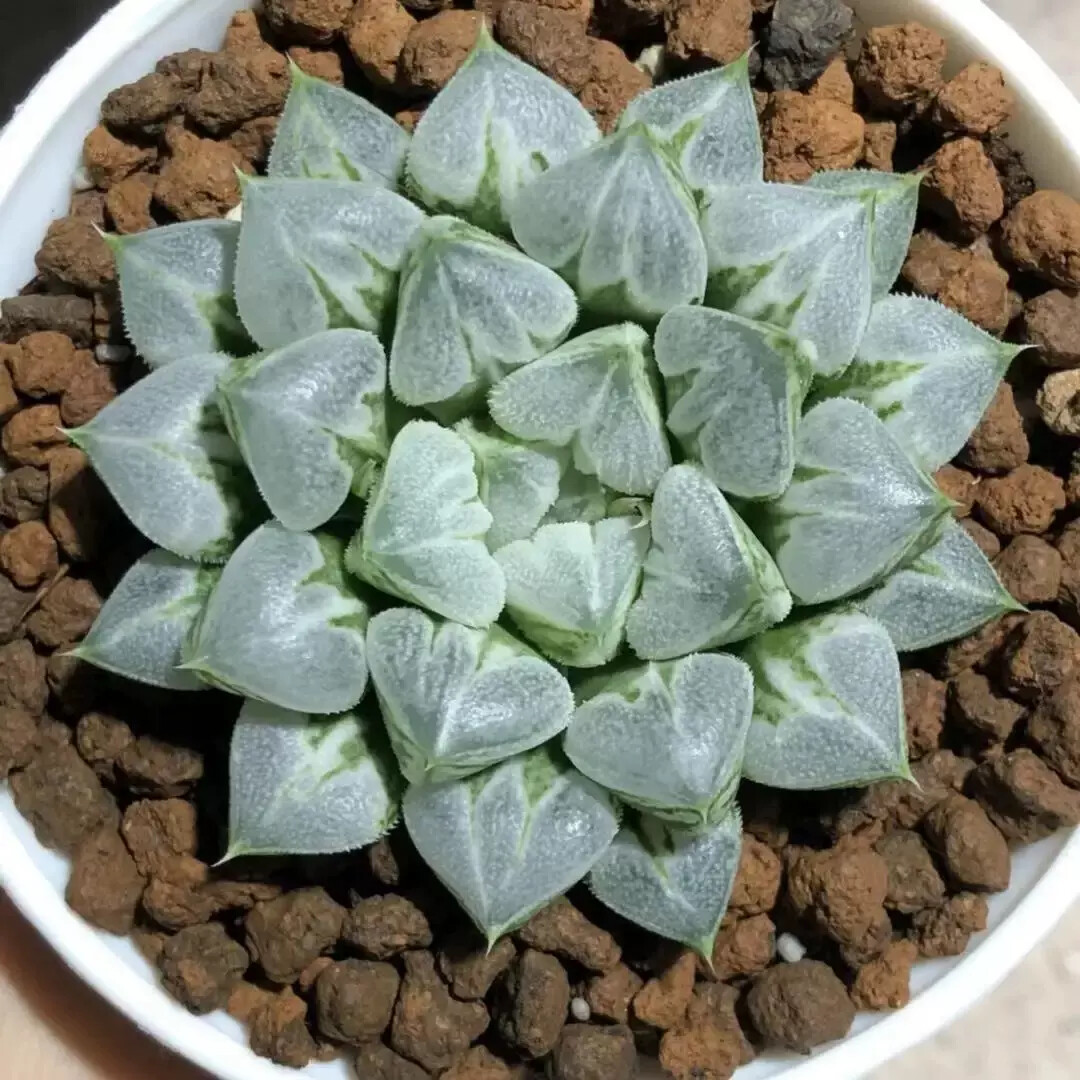 5-6CM Harworthia love heart