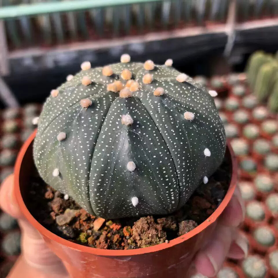 6-7cm Astrophytum Asterias