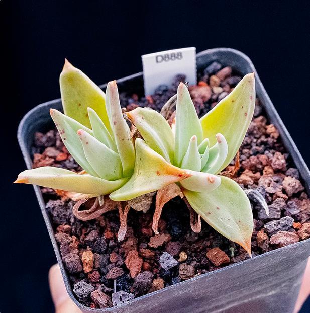 4-6cm Dudleya collomiae