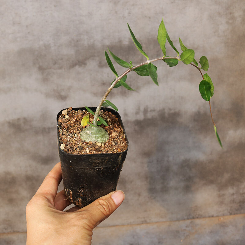 2-3cm 1PCS Fockea Edulis