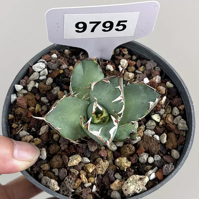 6-7cm Agave Black Whale