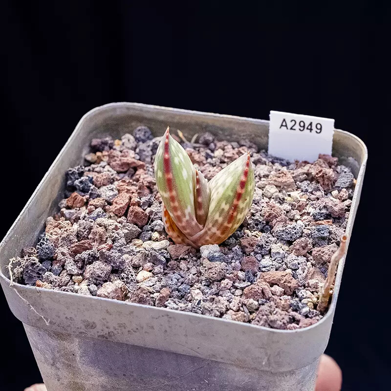 2cm 1PCS Aloe Gariepensis