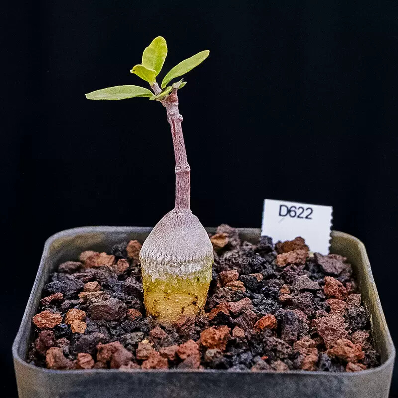 2-3cm 1PCS Fockea Edulis