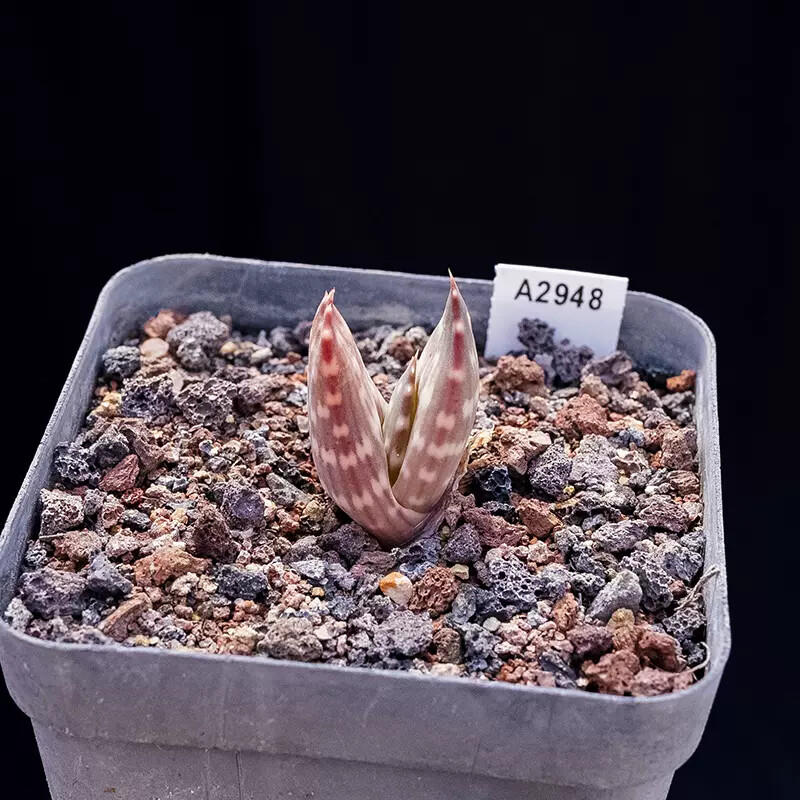 2cm 1PCS Aloe Gariepensis