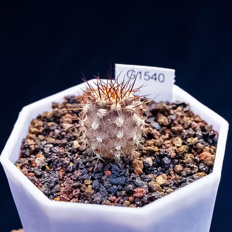 1.5-2.5cm Eriosyce Aurata