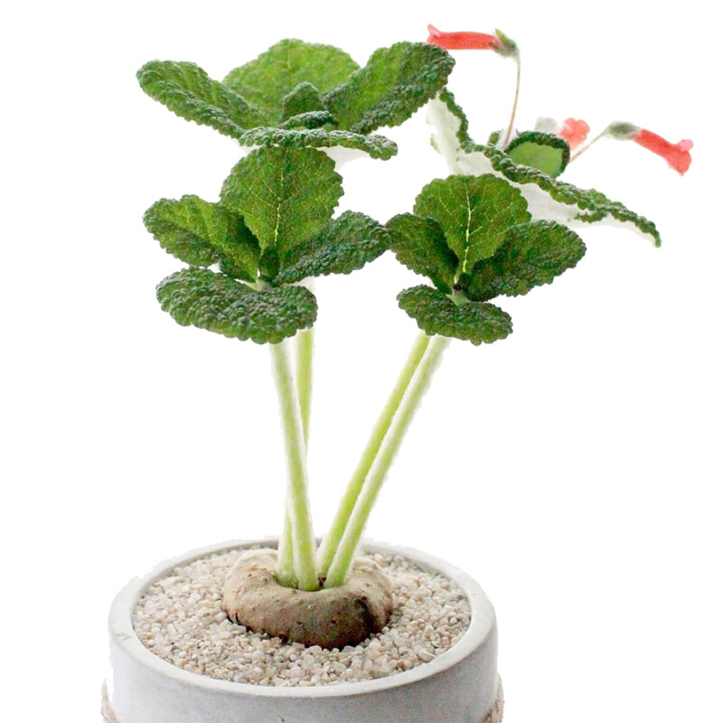 4cm Sinningia Bullata