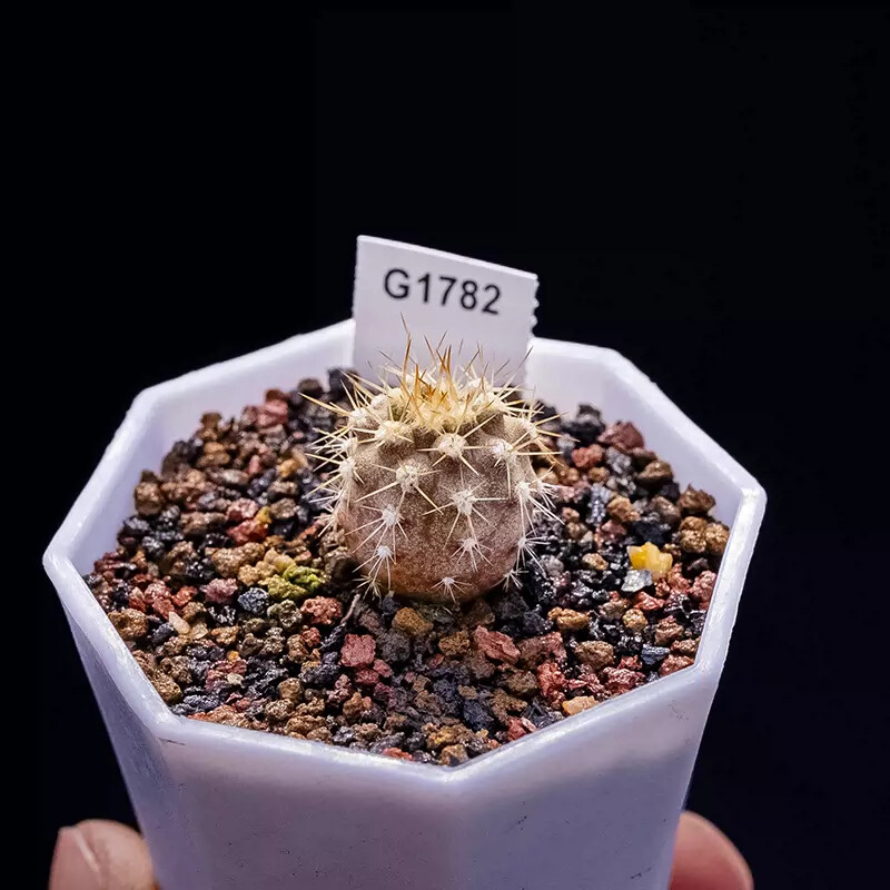 1.5-2.5cm Eriosyce Aurata