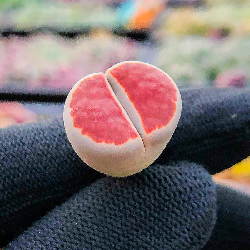 1-1.5cm Lithops Top Red