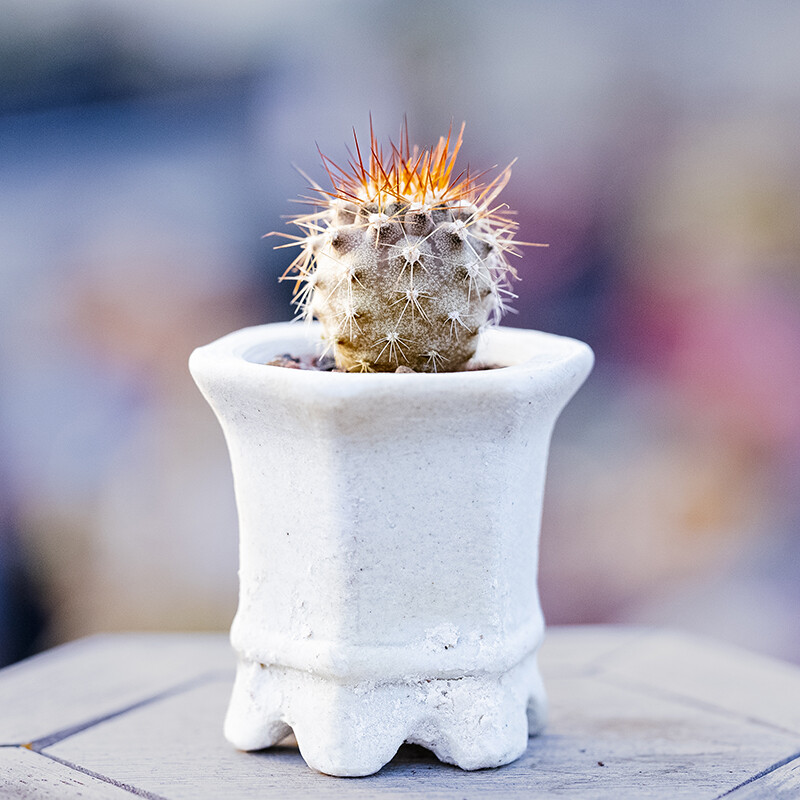 1.5-2.5cm Eriosyce Aurata