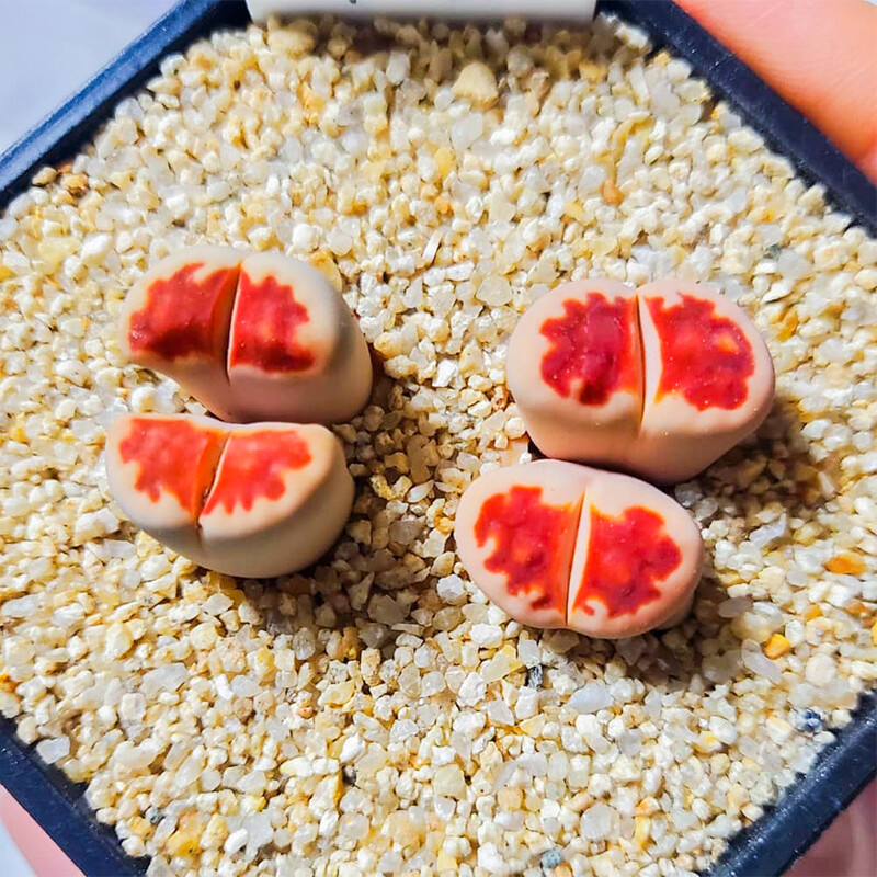1-1.5cm Lithops Top Red
