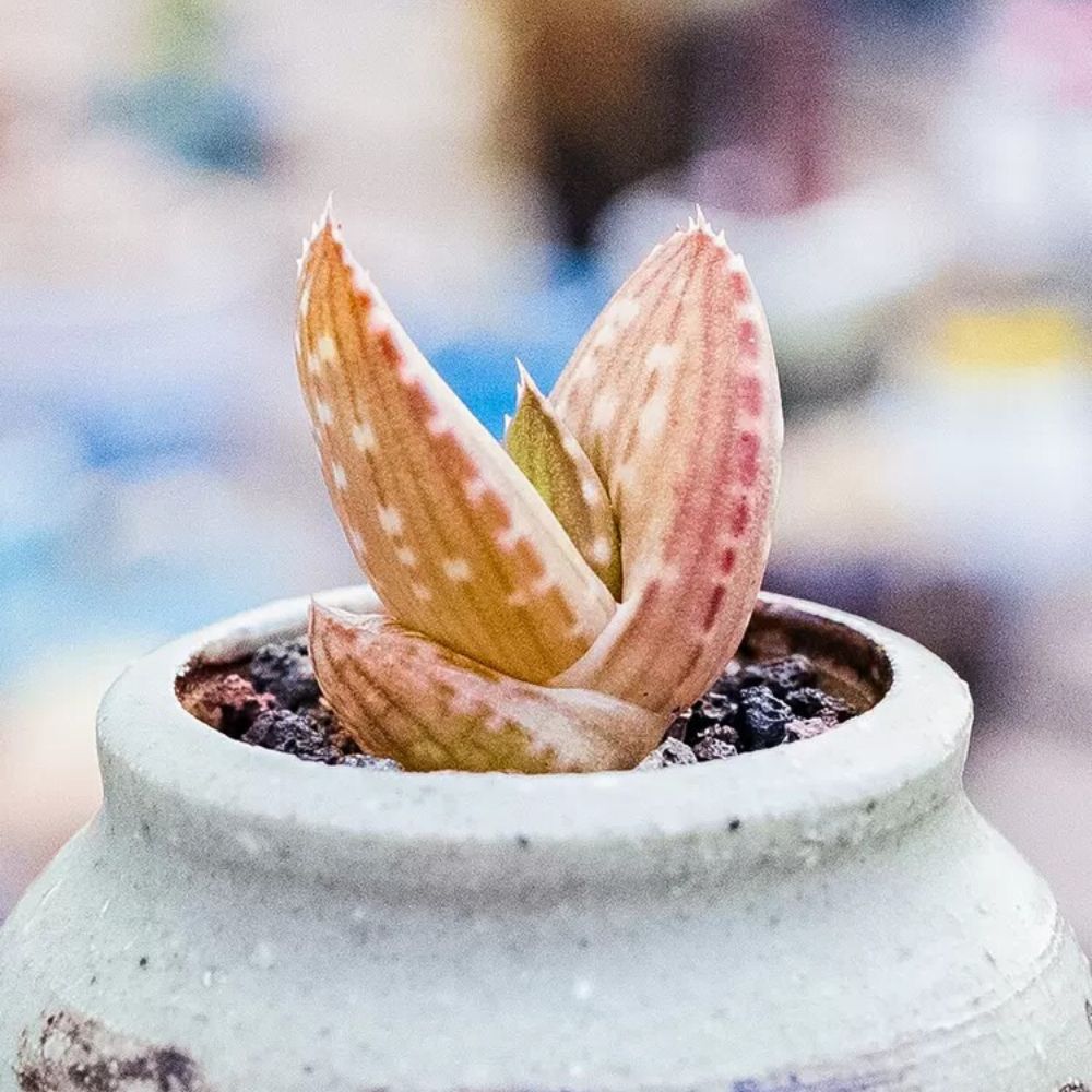 2cm 1PCS Aloe Gariepensis