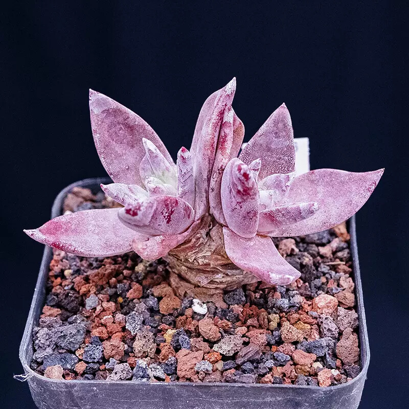 5cm 1PCS Dudleya palmeri