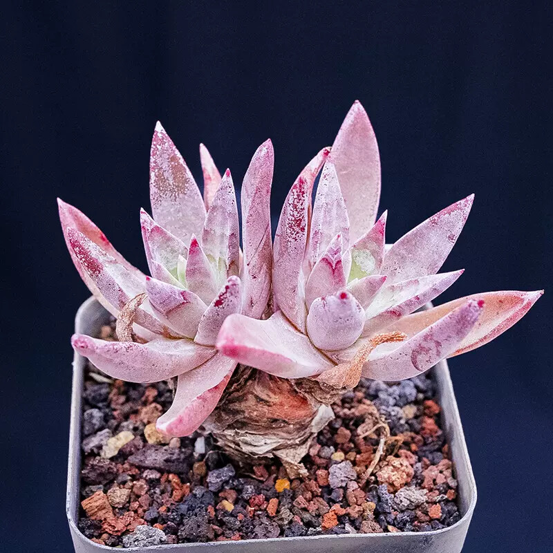 5cm 1PCS Dudleya palmeri
