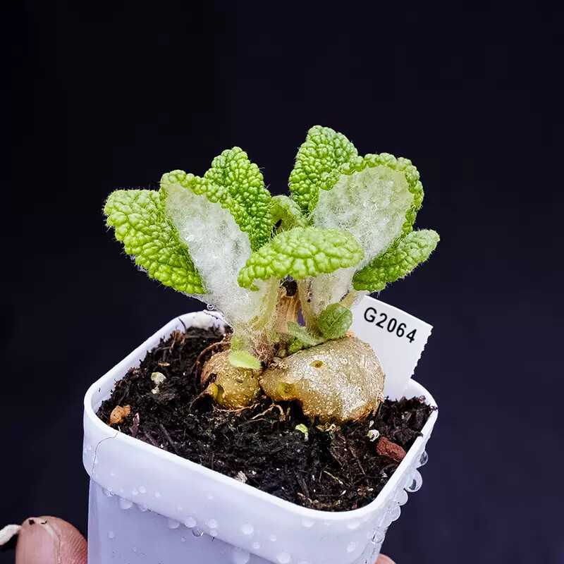 4cm Sinningia Bullata