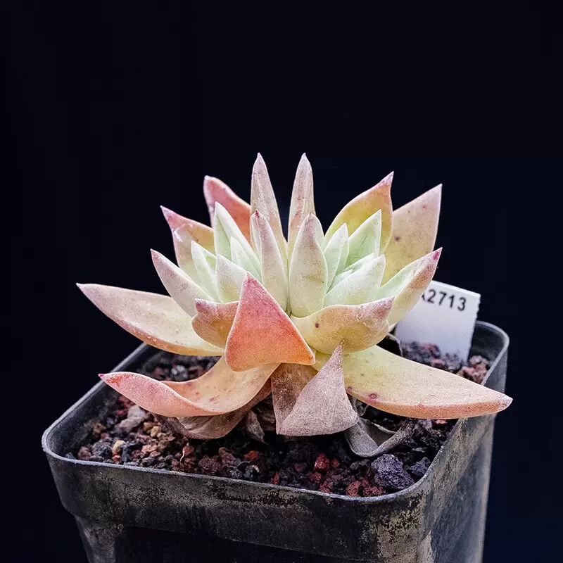 5cm 1PCS Dudleya palmeri