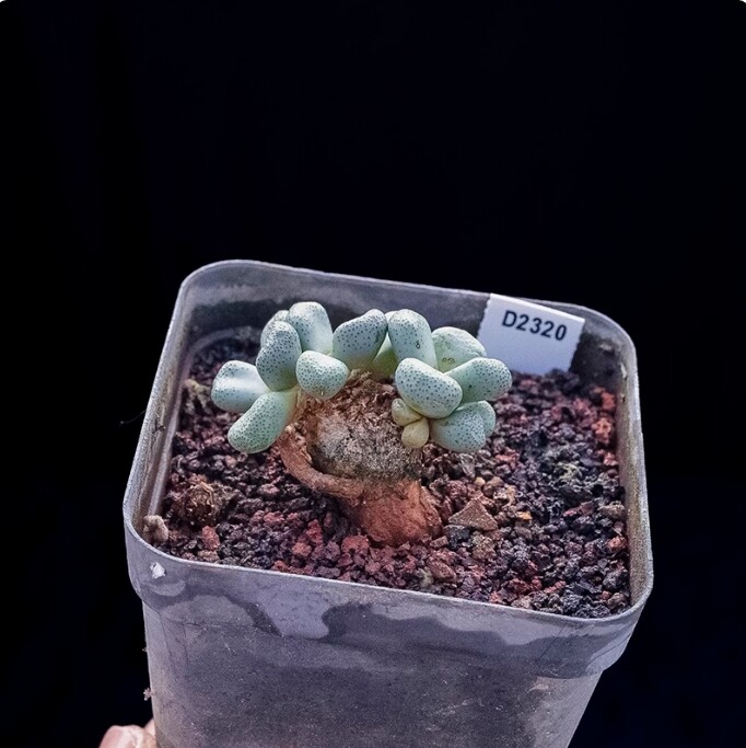 3-4cm Aloinopsis schooneesii