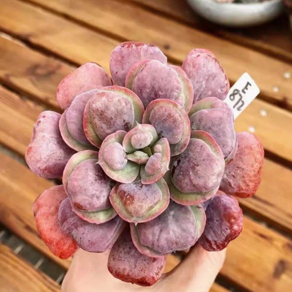 6-7cm Echeveria Rain drops