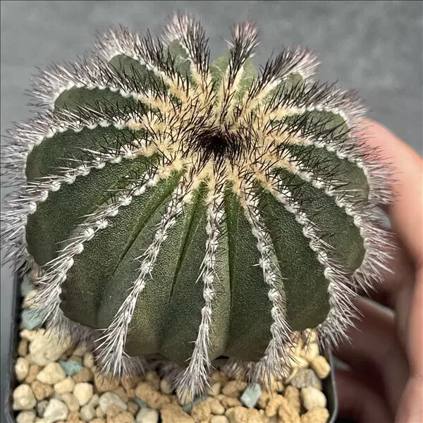 4-5cm Uebelmannia pectinifera
