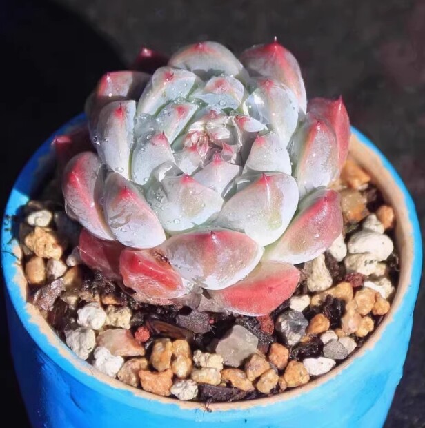 4cm Echeveria 'Alba beauty'